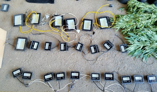 Polícia Civil conclui investigação e desarticula esquema de plantio e comercialização de maconha em Lavras